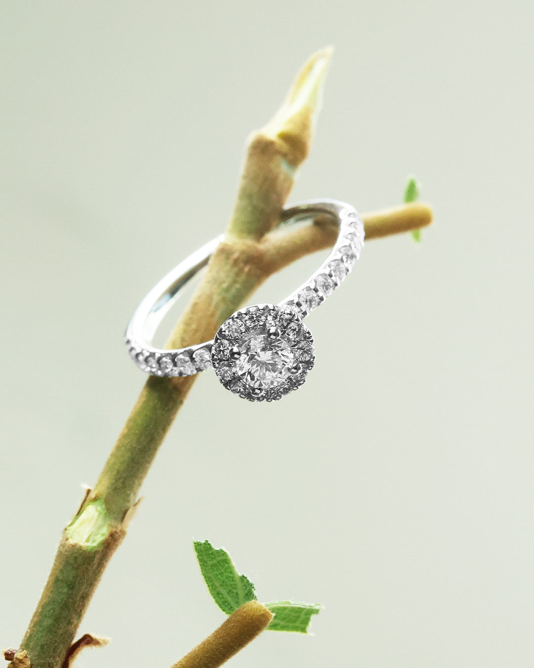 Anillo Compromiso Halo Pavé