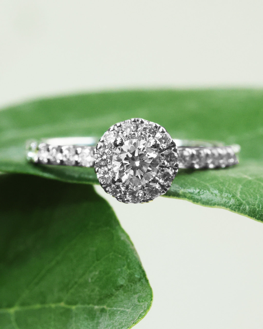 Anillo Compromiso Halo Pavé
